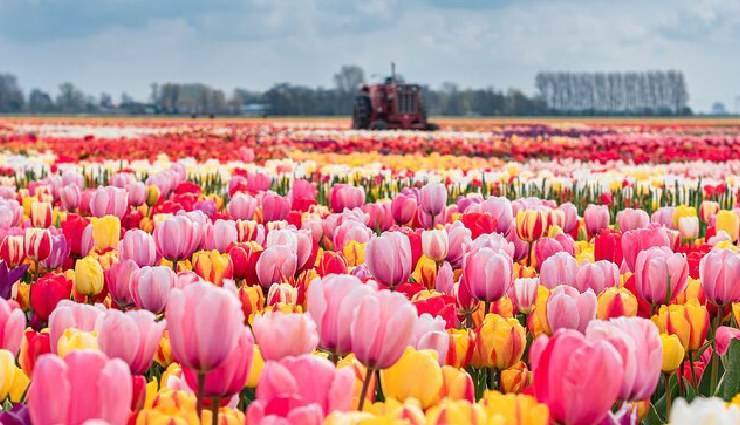 pink destinations around the world,pink travel spots,jaipur pink city,keukenhof tulip gardens,lake hillier pink lake,riomaggiore cinque terre,hitachi seaside park,craigievar castle,tân Định church,hundertwasser green citadel,pink tourist attractions