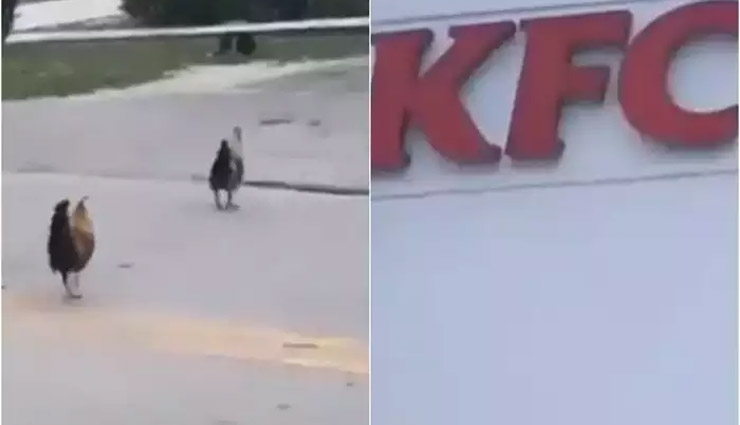 KFC के बाहर मस्ती से टहल रहे थे चिकन, एक करोड़ से ज्यादा बार देखा गया वीडियो