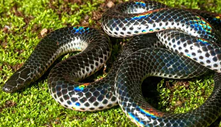 5 new wild species discovered in india,khaire black shieldtail,himalayan forest thrush,indian dancing tadpole,red forest crab,chiraharitae termite