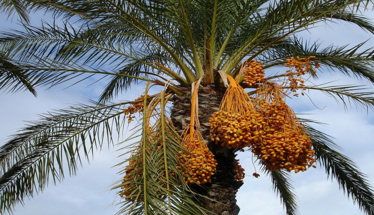 vastu,vastu tips for home,simple vastu tips,inauspicious tree front of house,tree vastu,vastu related to trees