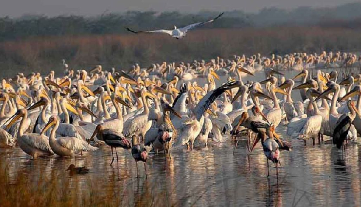 not to miss attractions in jamnagar,top places jamnagar,jamnagar tourism,lakhota lake,marine national park,bala hanuman temple,pratap vilas palace,khijadiya bird sanctuary,pirotan island,darbargadh palace,ratan bai masjid,willingdon crescent,bohra hajira,jamnagar travel guide,things to do in jamnagar,best places in jamnagar