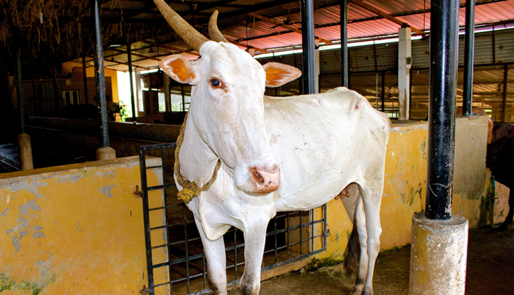 famous cow breeds in india,indian cow breeds,most popular cow breeds in india,famous cattle breeds of india,cow breeds in india and their characteristics,indigenous cow breeds of india,dairy cow breeds in india,cattle farming in india,famous indian cow breeds and their significance