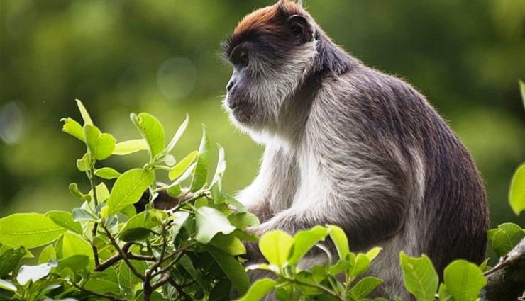 best places to visit in uganda,top tourist spots in uganda,must-see attractions in uganda,explore uganda: top destinations,uganda travel guide: best places,uganda hidden gems,ultimate uganda travel destinations,discover uganda: top tourist sites,uganda most visited places,unforgettable uganda: tourist attractions