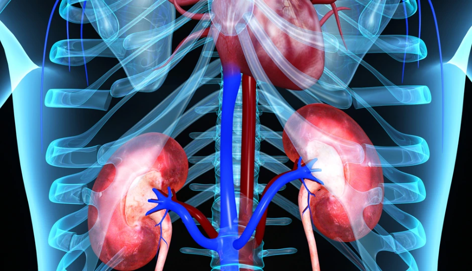 किडनी की परेशानी है तो तुरंत शुरू करें यह विटामिन, सिर्फ 7 दिन में महसूस होगा फर्क