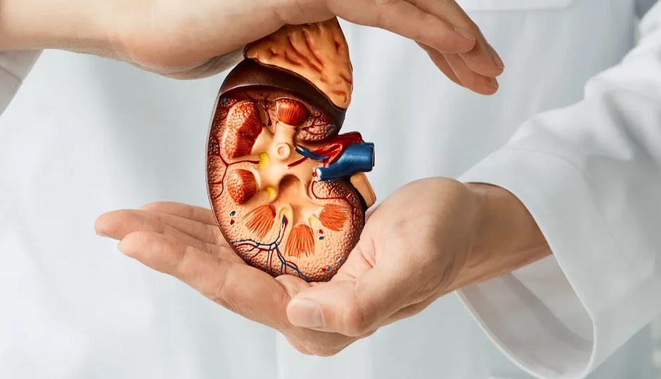 kidney cancer symptoms,renal cell carcinoma,signs of kidney cancer,kidney tumor,kidney function problems,urinary tract symptoms,lower back pain,kidney cancer early detection,kidney health,kidney cancer risk factors,silent kidney cancer,kidney cancer warning signs