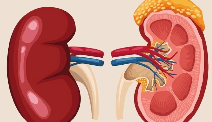 diet soda side effects,is diet soda harmful,health risks of diet soda,diet soda and weight gain,negative effects of diet soda,diet soda and organ damage,artificial sweeteners health risks,diet soda consumption effects,diet soda and diabetes risk,diet soda health problems