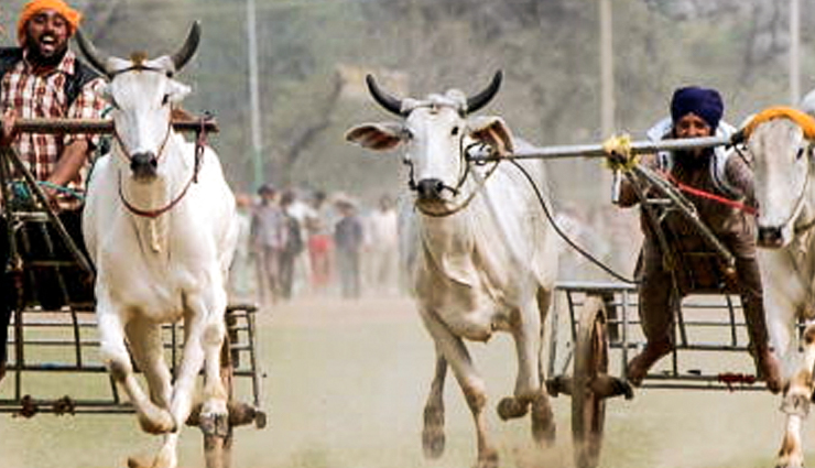 unique festivals in india,unconventional indian celebrations,rare festivals in india,quirky indian festivals,lesser-known indian festivities,unusual cultural events india,offbeat festivals in india,exceptional indian celebrations,uncommon indian festivals,extraordinary indian traditions