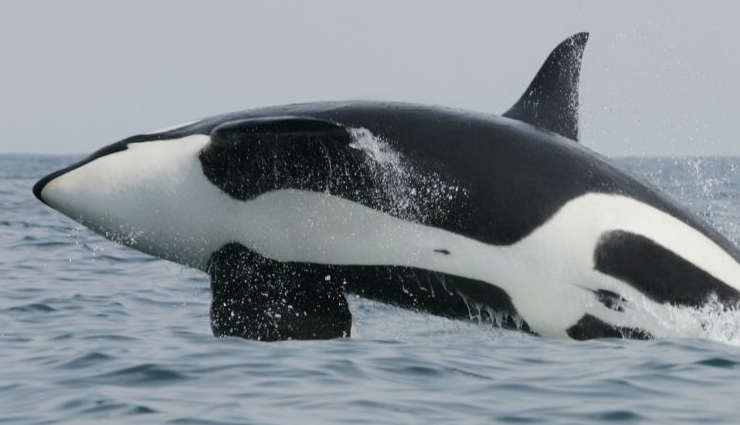 monterey bay whale watching,whale species in monterey bay,blue whales in monterey bay,killer whales in monterey bay,gray whale migration,humpback whales in monterey bay,minke whales in monterey bay,fin whales in monterey bay,bairds beaked whale sighting,whale watching season,whale behavior in monterey bay,best time for whale watching,whale habitat in monterey bay,marine sanctuary in monterey bay,monterey bay wildlife,unique whale sightings,best places for whale watching,guided whale watching tours,conservation of whales in monterey bay,sustainable whale watching