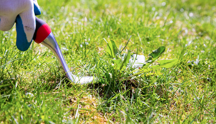 Killing Weeds But Not Grass - Is It Actually Possible?