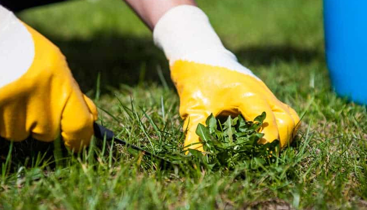 weed control for lawns,how to kill weeds without harming grass,weed and grass identification,selective herbicides for lawn care,natural weed control methods,pre-emergent weed control,post-emergent weed control,best practices for weed management,maintaining a healthy lawn while controlling weeds,weed prevention and maintenance tips