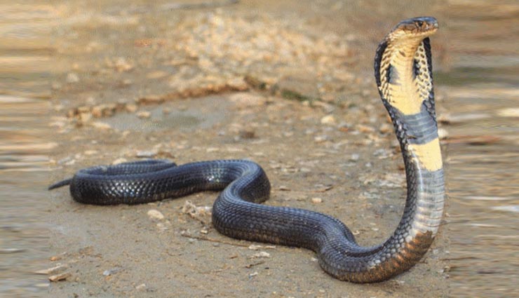 5 most beautiful and deadliest snakes,indian cobra,king cobra,indian krait,bamboo pit viper,russell viper