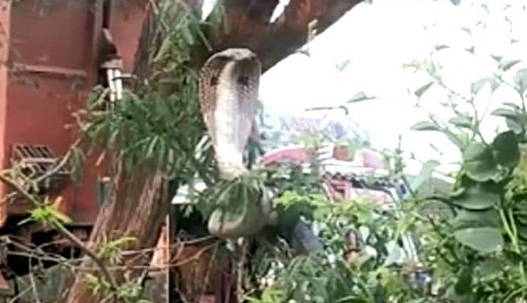king cobra snake,people,stunned,snake,cobra,hamirpur,longest venomous snake,up,weird news