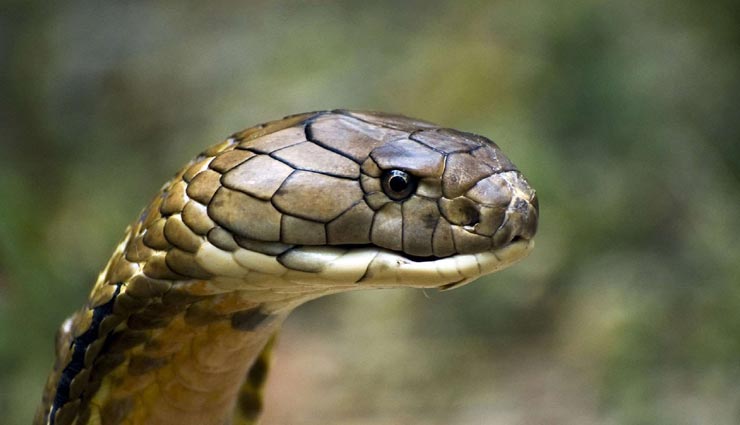 weird news,weird information,beautiful snakes,dangerous snakes