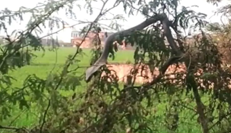 king cobra snake,people,stunned,snake,cobra,hamirpur,longest venomous snake,up,weird news