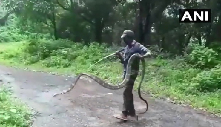 किंग कोबरा को देख उड़े लोगों के होश, लंबाई 15 फीट, वन विभाग के कर्मचारियों ने किया रेस्क्यू
