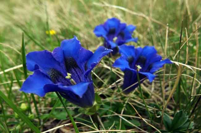 natural herbs,weight gain,weight gain tips,Health tips,simple health tips