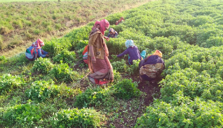 आर्थिक रूप से मजबूत हो रहा राजस्थान का किसान, औषधीय खेती से कमा रहे मोटा मुनाफा
