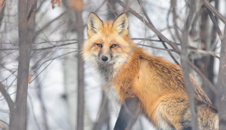 wildlife safaris,adventorus wildlife safari,north india,travel,tourism,india tourism,tourist places in india