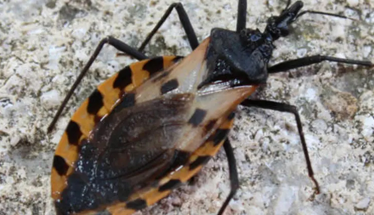 flying animals to watch out for in illinois,most hazardous birds and bats in illinois,dangerous aerial creatures in illinois,flying wildlife posing risks in illinois,threatening flying animals in illinois,beware of these dangerous fliers in illinois,illinois wildlife with potential danger in flight,risks from flying creatures in illinois,hazards from airborne animals in illinois,staying safe from dangerous flying wildlife in illinois