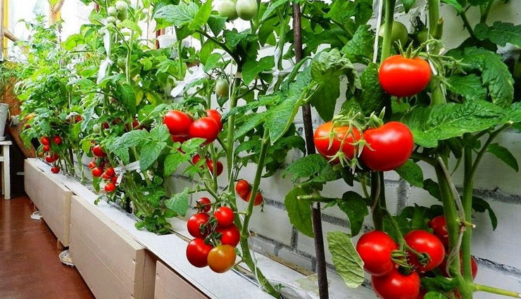 household tips,kitchen garden,kitchen garden tips,take care of kitchen garden