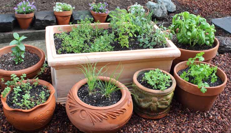 household tips,5 ways to control kitchen garden insects,tips to care for kitchen garden,how to maintain kitchen garden,how to clean insects from kitchen garden