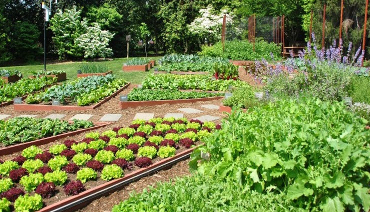 garden tips,kitchen garden tips,gardening care tips ,बगीचे के टिप्स, किचन गार्डन के टिप्स, गार्डन की देखभाल