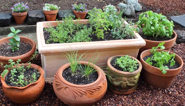 लॉकडाउन के खाली समय में किचन गार्डन को बनाए स्पेशल develop kitchen garden in lock down,lockdown in india,coronavirus in india,kitchen garden,household tips,home decor