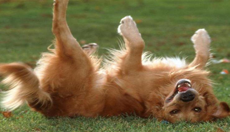 कुत्तो से जुड़े शगुन और अपशगुन 