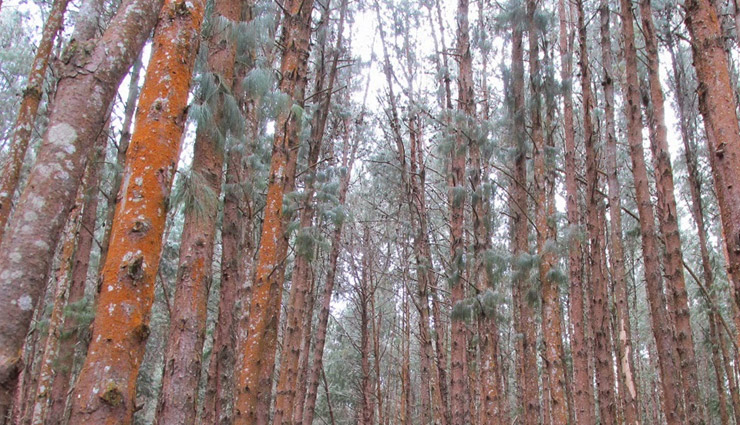 kodaikanal tourist places,beautiful places in kodaikanal,kodaikanal top attractions,hill station kodaikanal travel guide,places to visit in kodaikanal for family,romantic destinations in kodaikanal,best viewpoints in kodaikanal,kodaikanal lakes and waterfalls,kodaikanal pine forest visit,adventure in kodaikanal,kodaikanal sightseeing spots