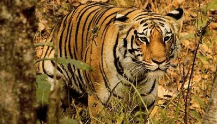 झुमरी तलैया: कभी अभ्रक के खजाने से था आबाद, अब प्राकृतिक सुन्दरता के कारण आते हैं पर्यटक jhumri telaiya fascinating story,the history of jhumri telaiya,jhumri telaiya intriguing journey,the captivating tale of jhumri telaiya,how jhumri telaiya became a remarkable place,the evolution of jhumri telaiya,jhumri telaiya unique narrative,the charm and legacy of jhumri telaiya,jhumri telaiya transformation over time
unraveling the secrets of jhumri telaiya succ,ess