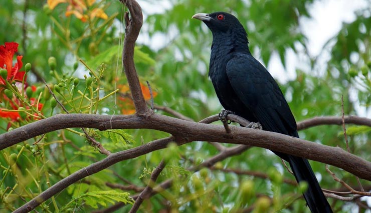 astrology tips,astrology tips in hindi,grace of maa lakshmi,good signs