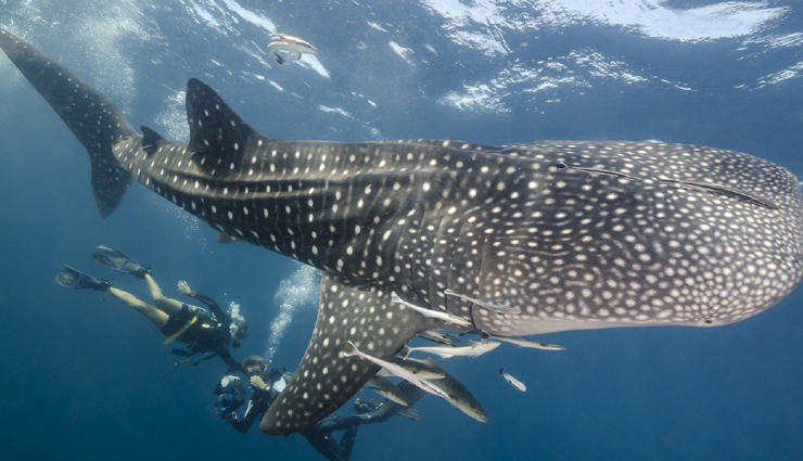 southeast asia,diving in southeast asia,amazing places to try diving in southeast asia,raja ampat,indonesia,tubbataha reef,philippines,pulau sipadan,malaysia,surin islands,thailand,bunaken,indonesia,coron,philippines,wakatobi islands,indonesia,koh tao,komodo national park,travel.holidays,travel guide