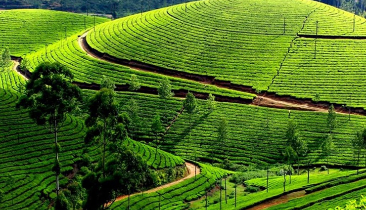munnar,honemoon in munnar,munnar tourist places,munnar tourism,kerala,kerala tourism,holidays,honemoon destinations