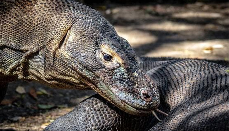 वाइल्ड लाइफ शो में कैमरे को मादा समझ ड्रैगन करने लगा सेक्स