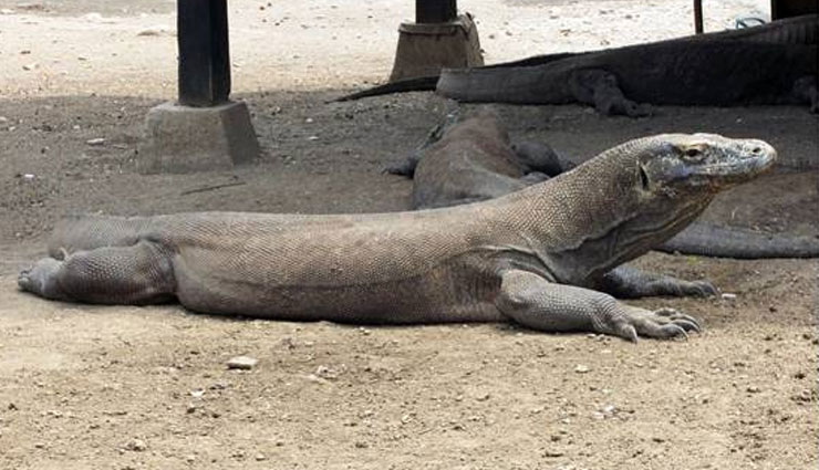 वाइल्ड लाइफ शो में कैमरे को मादा समझ ड्रैगन करने लगा सेक्स wildlife show,komodo dragon,giant lizards,camera equipment,hidden camera,weird news