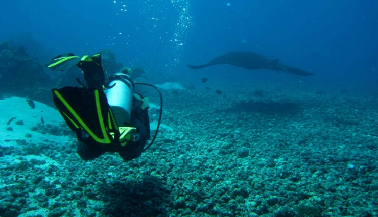 southeast asia,diving in southeast asia,amazing places to try diving in southeast asia,raja ampat,indonesia,tubbataha reef,philippines,pulau sipadan,malaysia,surin islands,thailand,bunaken,indonesia,coron,philippines,wakatobi islands,indonesia,koh tao,komodo national park,travel.holidays,travel guide