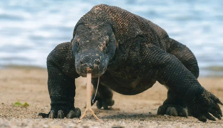 komodo national park,reasons to visit komodo,komodo dragons,rinca island,padar island hike,pink beach komodo,diving komodo,snorkeling kanawa island,local culture mesa island,sunset at kalong island,trekking rinca island,wildlife komodo national park,indonesia travel