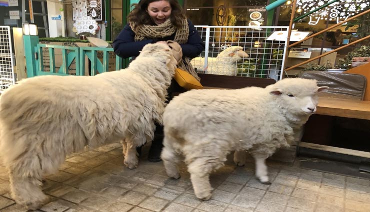 weird news,weird cafe,weird idea,sheep cafe,cafe of korea,thanks nature cafe