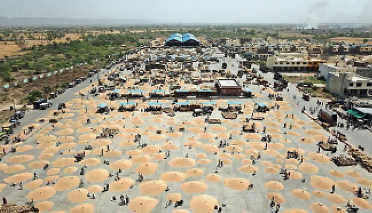कोटा / मंडी में बरसा सोना, 25 दिन में बिक गया 250 करोड़ का गेहूं
