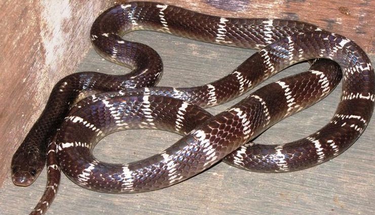 snake,helmet,kerala,teacher,weird news