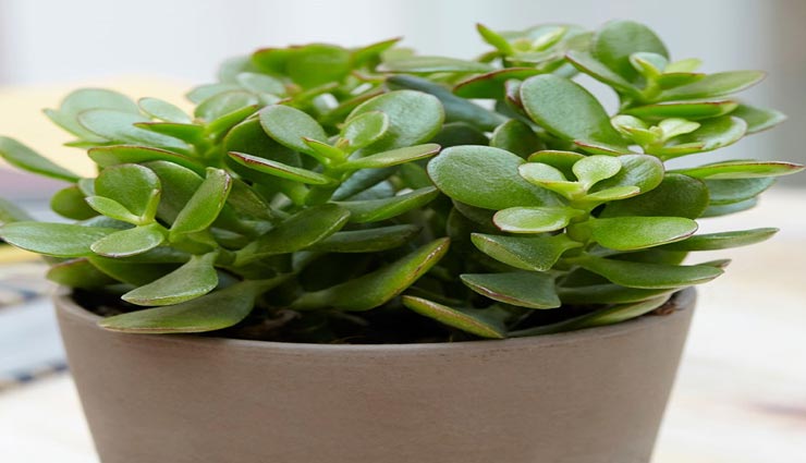 astrology tips,astrology tips in hindi,plants for money,plants for shining by fate