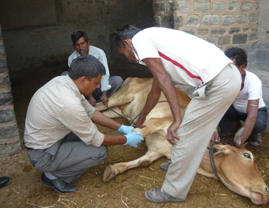 'Krishna Limb' is Helping Disabled Animals Walk and Run