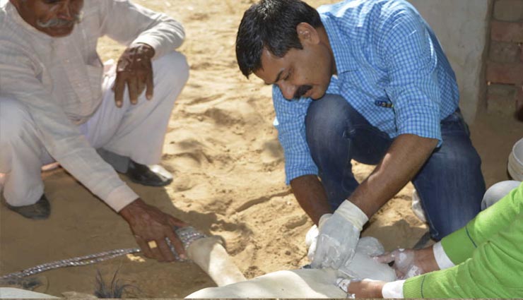 weird story,man treating naimals for free,man in india making prosthetics for animals,dr tapesh mathur