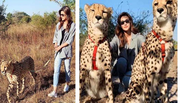 कृति सेनन ने चीते के साथ क्लिक की फोटो, हुई ट्रोल, लोग बोले - ये गलत है