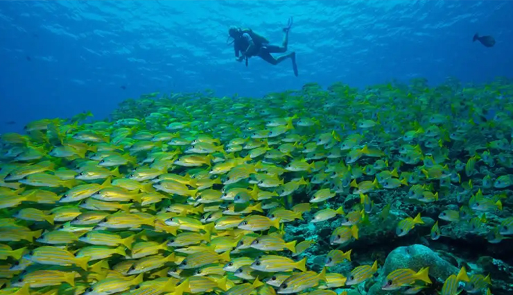 maldives,amazing places to visit,travel destinations,must-visit locations,paradise islands,tropical getaways,beach vacations,maldivian attractions,top tourist spots,stunning landscapes,breathtaking beaches,underwater beauty,diving spots,snorkeling destinations,luxury resorts,romantic escapes,cultural experiences,adventure activities,island hopping,maldives travel guide,vacation ideas