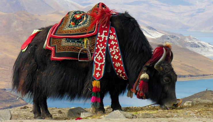 kufri,activities to do in kufri,things to do in kufri