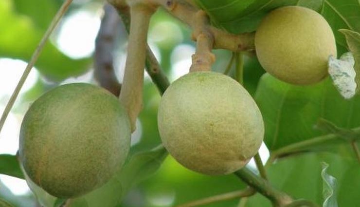 get rid of stretch marks and wounds,beauty tips in english beauty tips of kukui oil