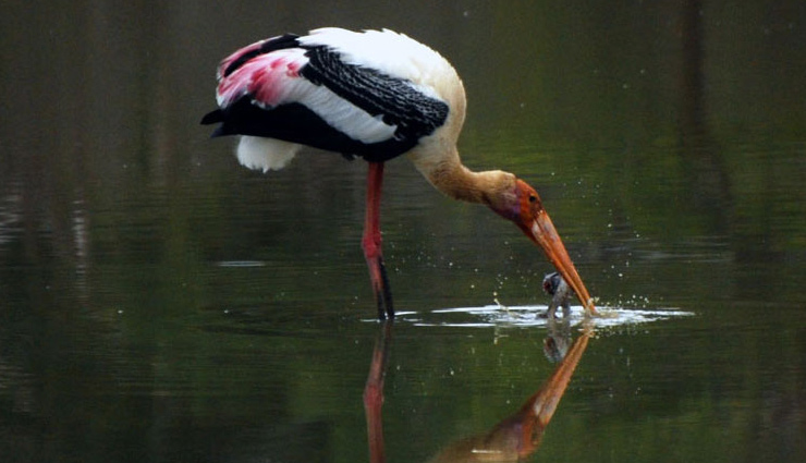 wildlife places in sri lanka,best wildlife parks sri lanka,sri lanka wildlife destinations,sri lanka national parks,safari in sri lanka,wildlife tours sri lanka,yala national park sri lanka,minneriya elephants,birdwatching in sri lanka,top wildlife parks sri lanka,leopard safari sri lanka,elephant watching sri lanka,nature reserves in sri lanka,wildlife adventures sri lanka