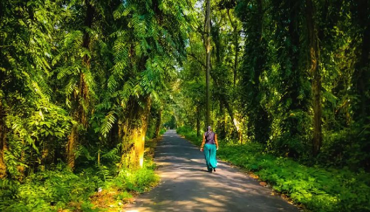 india bird watching,bird species in india,bird sanctuaries india,national parks india,birding destinations india,great indian bustard,siberian crane,bharatpur sanctuary,endangered birds india,himalayan birds,bird watching tours india,ornithology india,bird habitats india