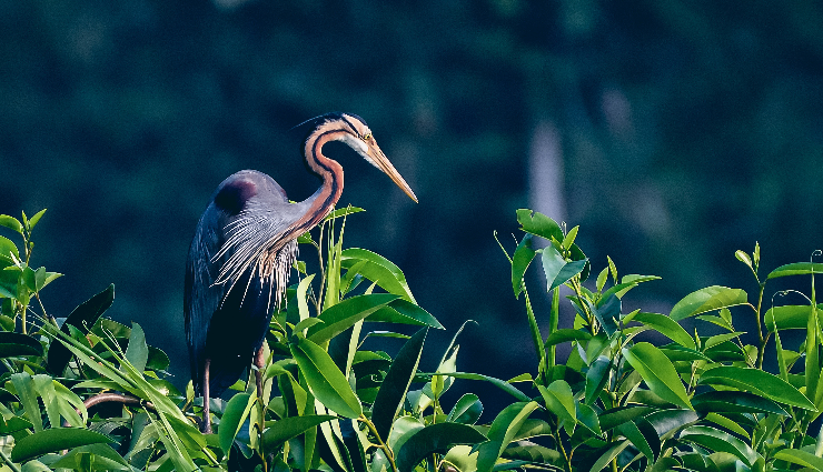 birdwatching spots in india,best places for birding in india,indian birding destinations,top birdwatching locations in india,prime birding spots across india,birdwatching sites in india,birding hotspots in india,indian birding trails,birding sanctuaries in india,must-visit birding places in india,indian birdwatching havens,birding paradises in india,indian birding sites for enthusiasts,prime birding destinations in india,indian birding hotspots and trails,birdwatching sanctuaries in india,lesser-known birding spots in india,birding locales across india,birding areas in diverse indian landscapes,india diverse birding habitats,popular birding spots in india wilderness,exclusive birding locations in india